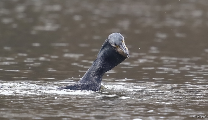 Photo Oiseaux Grand cormoran