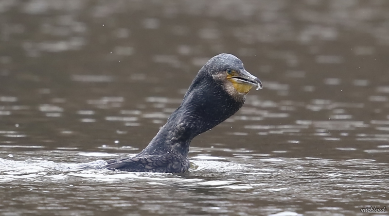 Photo Oiseaux Grand cormoran