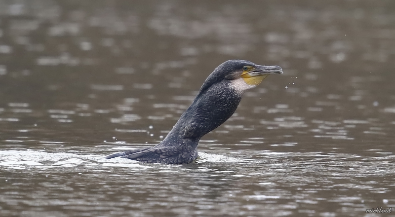 Photo Oiseaux Grand cormoran