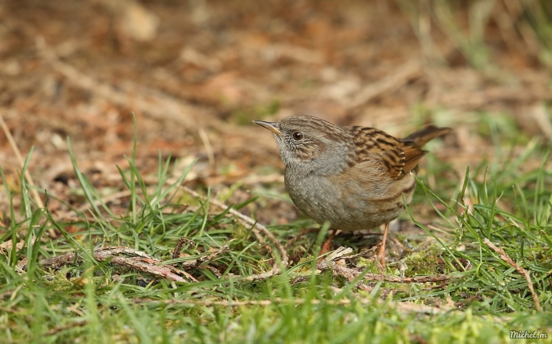 Photo Oiseaux Accenteur mouchet (Prunella modularis)