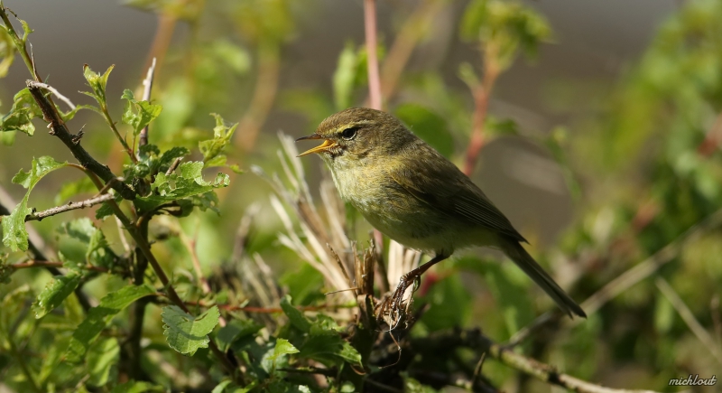 Photo Oiseaux Pouillot véloce (Phylloscopus collybita)
