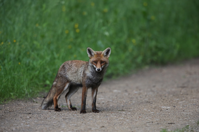 7T8A0875.JPG Renard