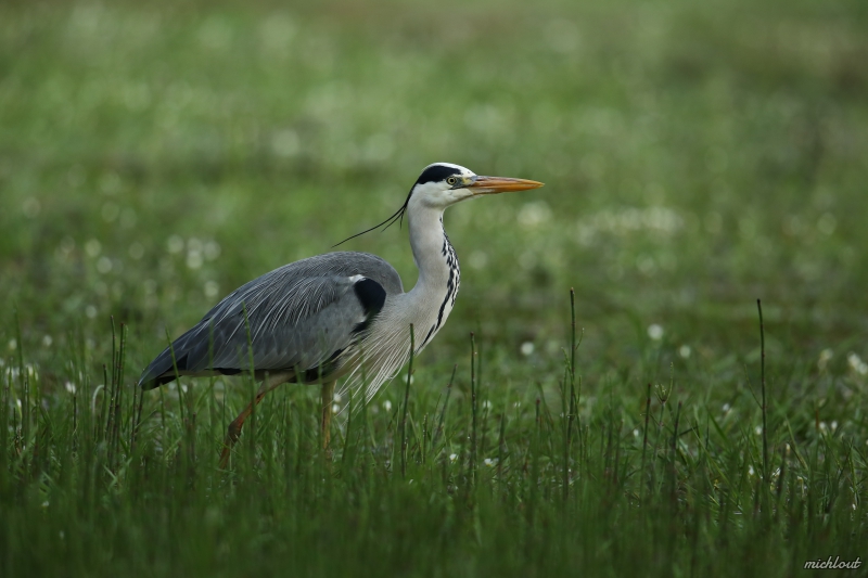 Photo Oiseaux Héron cendré