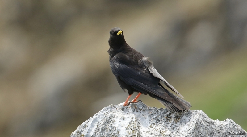 Photo Oiseaux Chocard à bec jaune