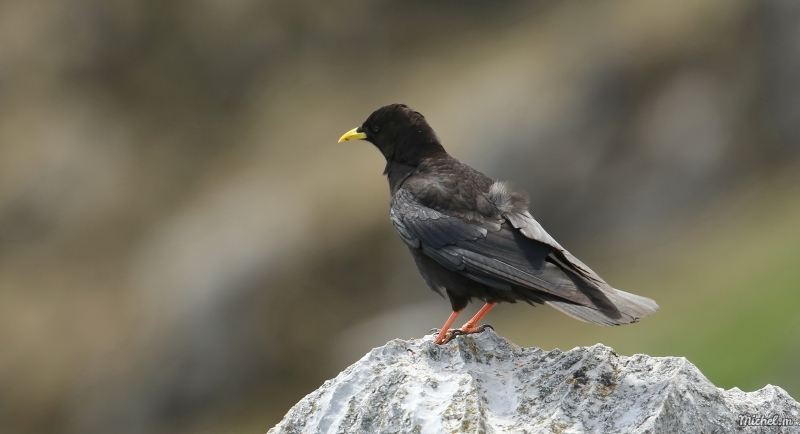 Photo Oiseaux Chocard à bec jaune