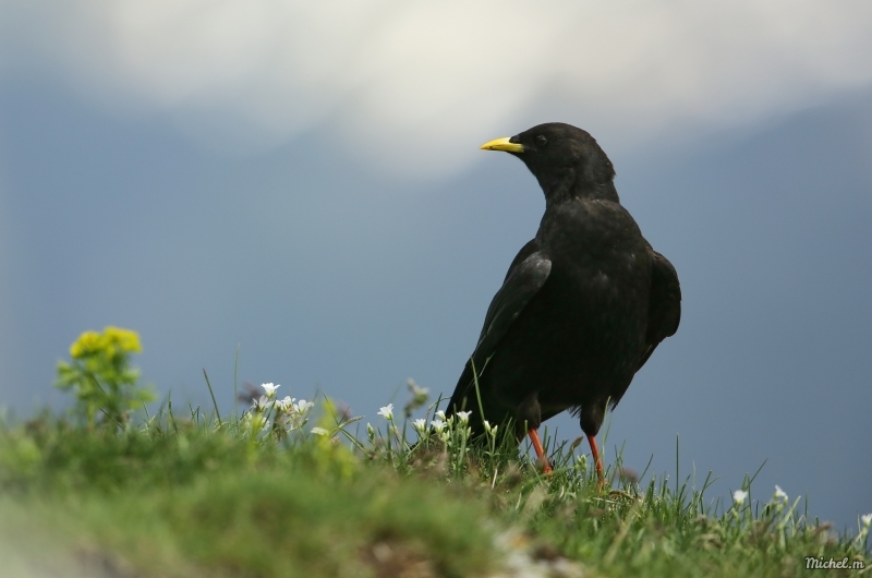 Photo Oiseaux Chocard à bec jaune