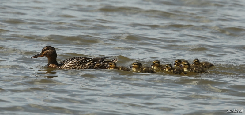 Photo Oiseaux canard col vert