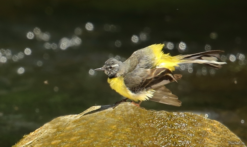 Photo Oiseaux Bergeronnette des ruisseaux (Motacilla cinerea)