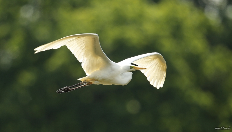 Photo Oiseaux Grande aigrette