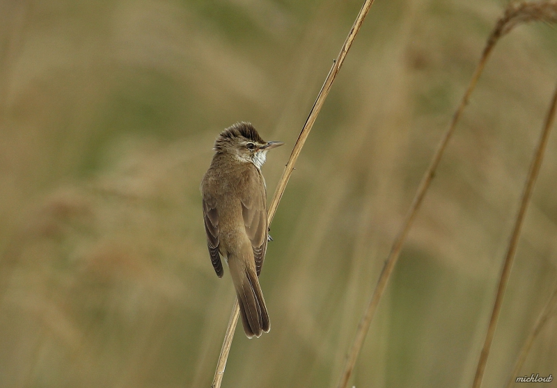 Photo Oiseaux Rouserolle turdoide