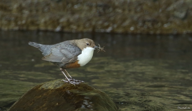 Photo Oiseaux Cincle plongeur (Cinclus inclus)