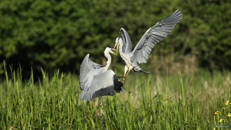 Photo Oiseaux Héron cendré
