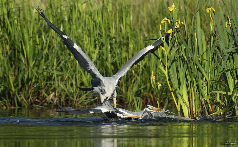 Photo Oiseaux Héron cendré