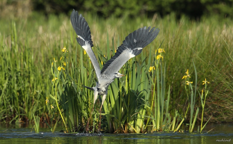 Photo Oiseaux Héron cendré