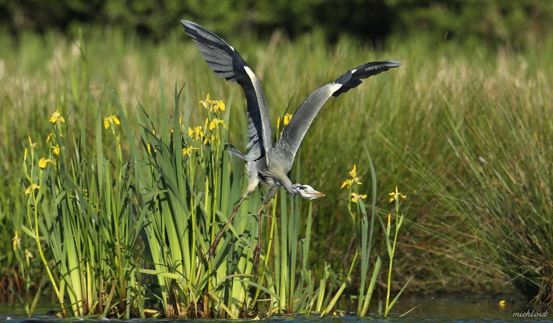 Photo Oiseaux Héron cendré