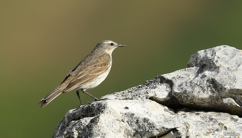 Photo Oiseaux Pipit spioncelle (Anthus spinoletta)