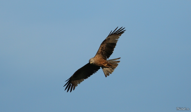 Photo Oiseaux Milan royal (Milvus milvus)