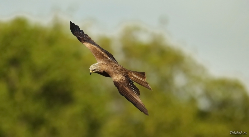 Photo Oiseaux Milan royal (Milvus milvus)