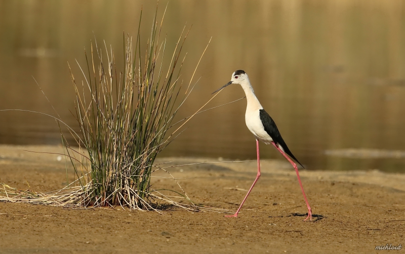 Photo Oiseaux Echasse Blanche (Himantopus himantopus)
