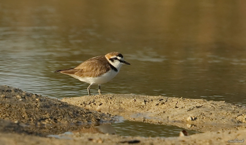 Photo Oiseaux Gravelot à collier interrompu (Charadrius alexandrinus)