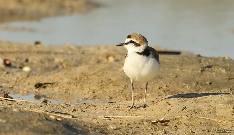 Photo Oiseaux Gravelot à collier interrompu (Charadrius alexandrinus)