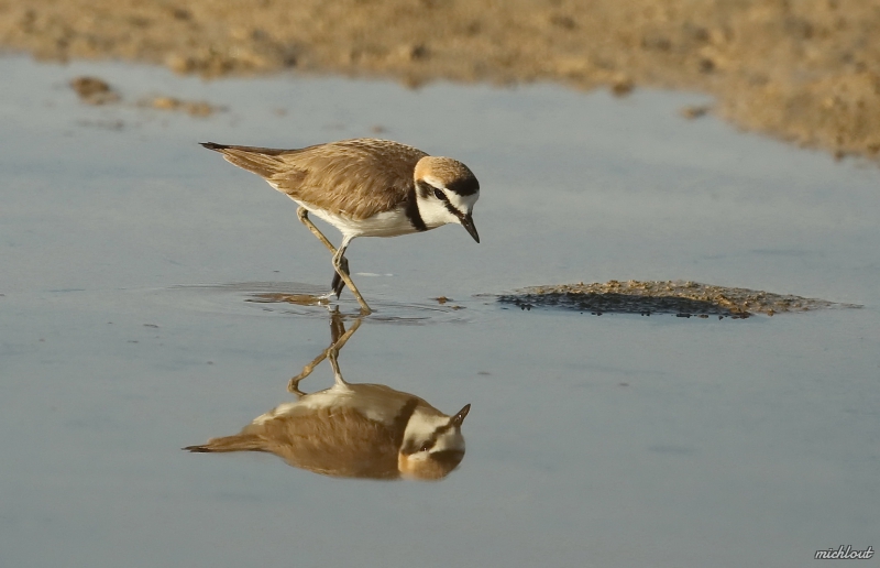 Photo Oiseaux Gravelot à collier interrompu (Charadrius alexandrinus)