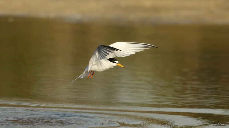 Photo Oiseaux Sterne naine