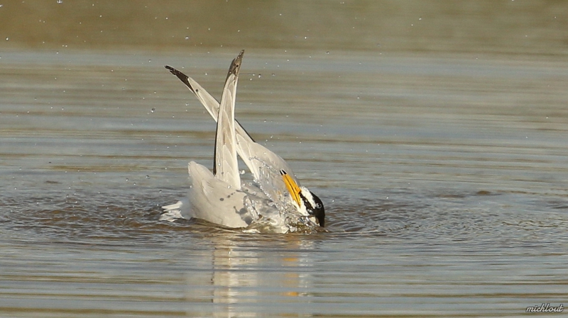 Photo Oiseaux Sterne naine
