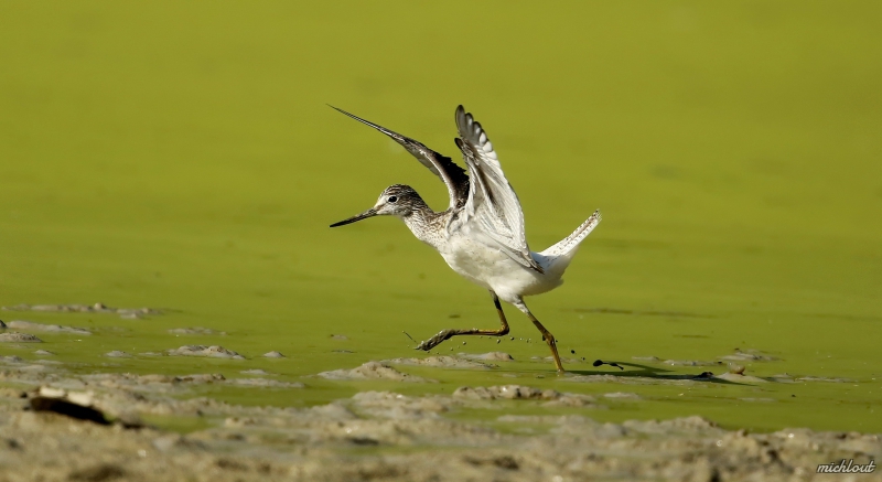Photo Oiseaux Chevalier aboyeur