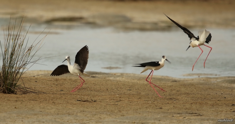 Photo Oiseaux Echasse Blanche (Himantopus himantopus)