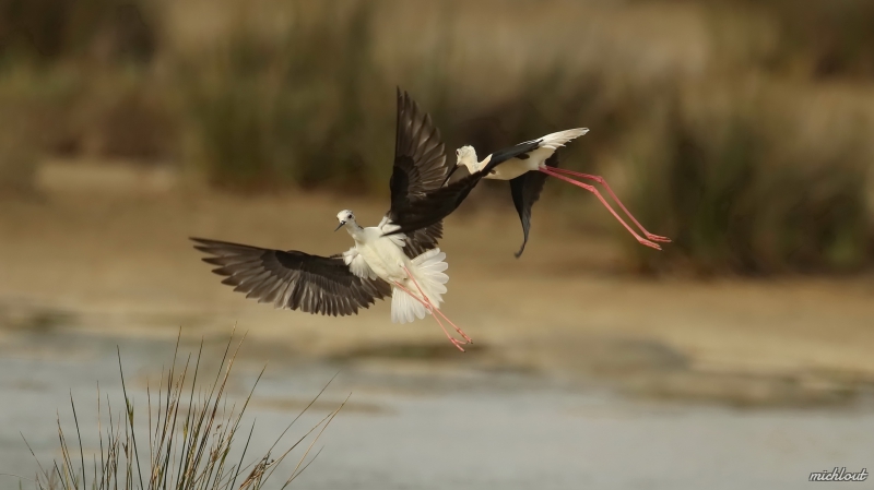 Photo Oiseaux Echasse Blanche (Himantopus himantopus)