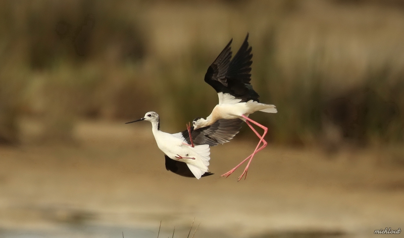 Photo Oiseaux Echasse Blanche (Himantopus himantopus)