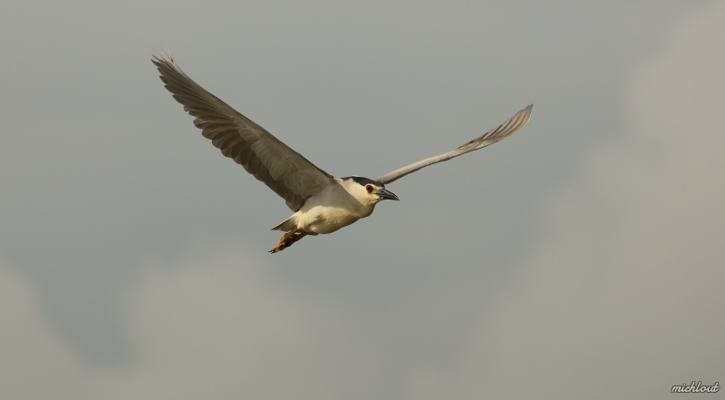 Photo Oiseaux heron bihoreau gris