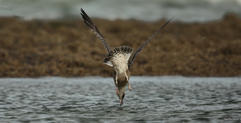 Photo Oiseaux  Goéland pontique 