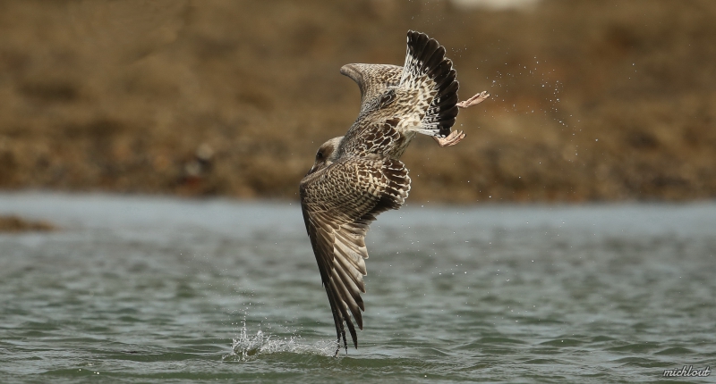 Photo Oiseaux  Goéland pontique 