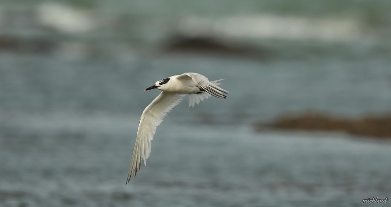 Photo Oiseaux Sterne Caugek