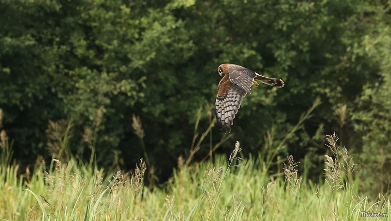 Photo Oiseaux Busard des roseaux