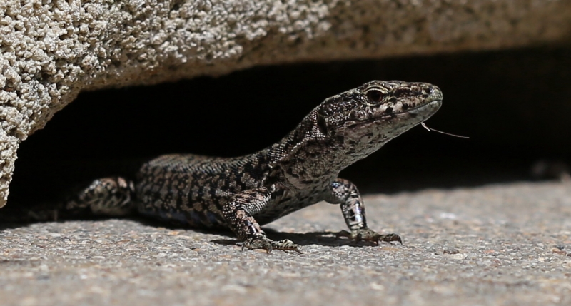 7T8A5854.JPG Lézard