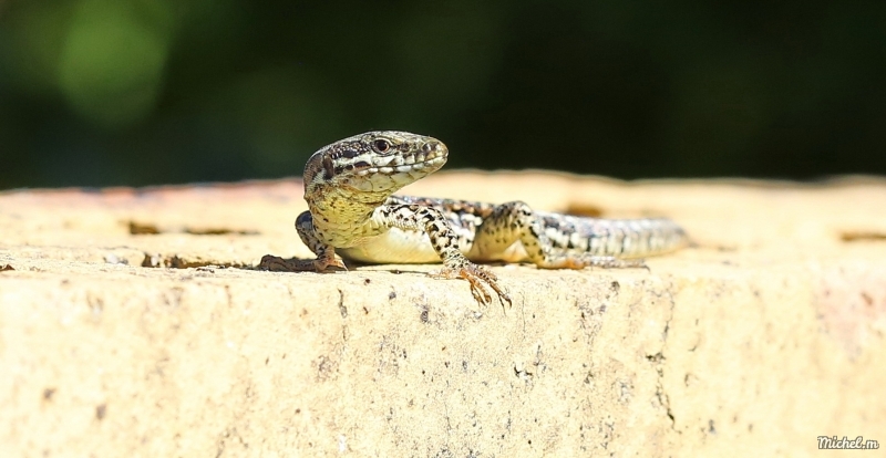 7T8A5860.JPG Lézard