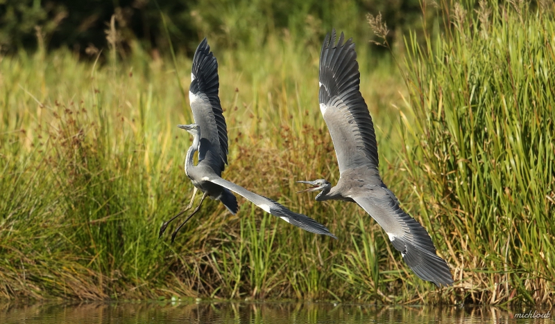 Photo Oiseaux Héron cendré