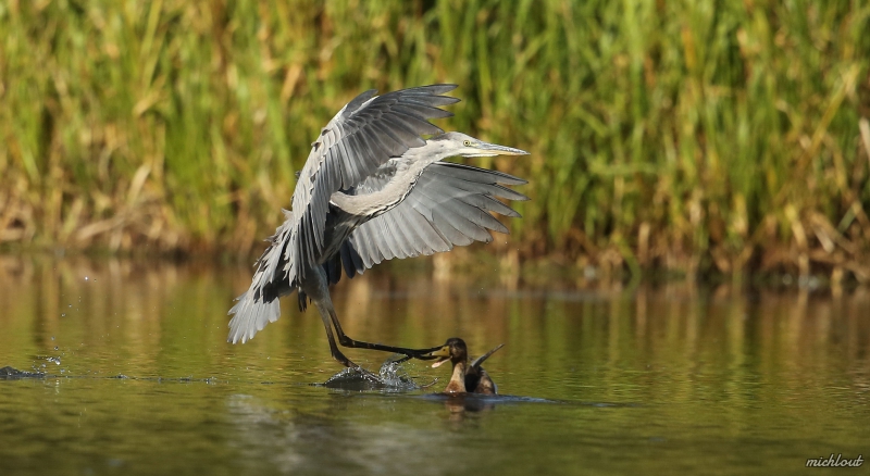 Photo Oiseaux Héron cendré