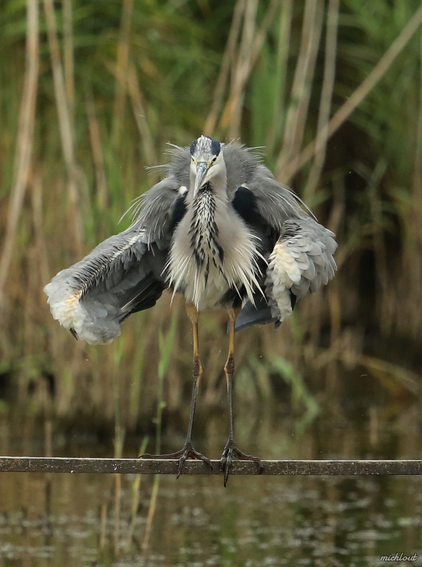 Photo Oiseaux Héron cendré
