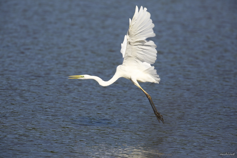 Photo Oiseaux Grande aigrette