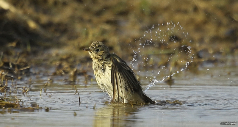Photo Oiseaux Pipit farlouse (Anthus pratensis)