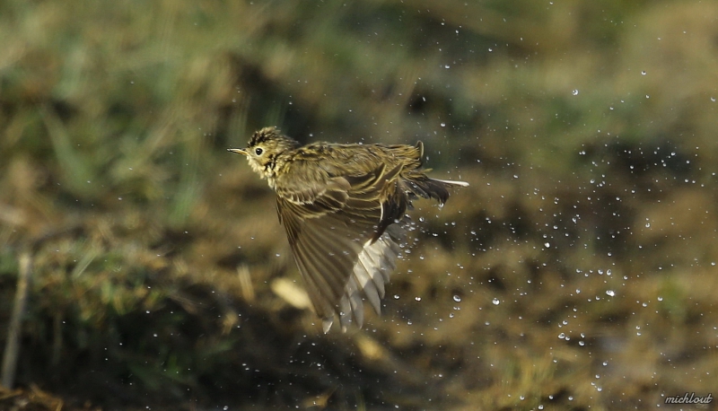 Photo Oiseaux Pipit farlouse (Anthus pratensis)