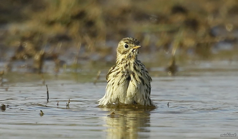 Photo Oiseaux Pipit farlouse (Anthus pratensis)