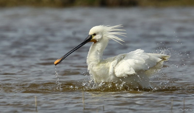 Photo Oiseaux Spatule blanche (Platalea leucorodia)