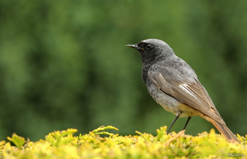 Photo Oiseaux rouge queue noir