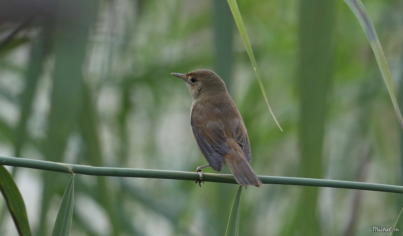 Photo Oiseaux rousserolle turdoïde