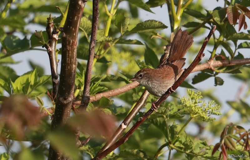 Photo Oiseaux Bouscarle de cetti (Cettia cetti)